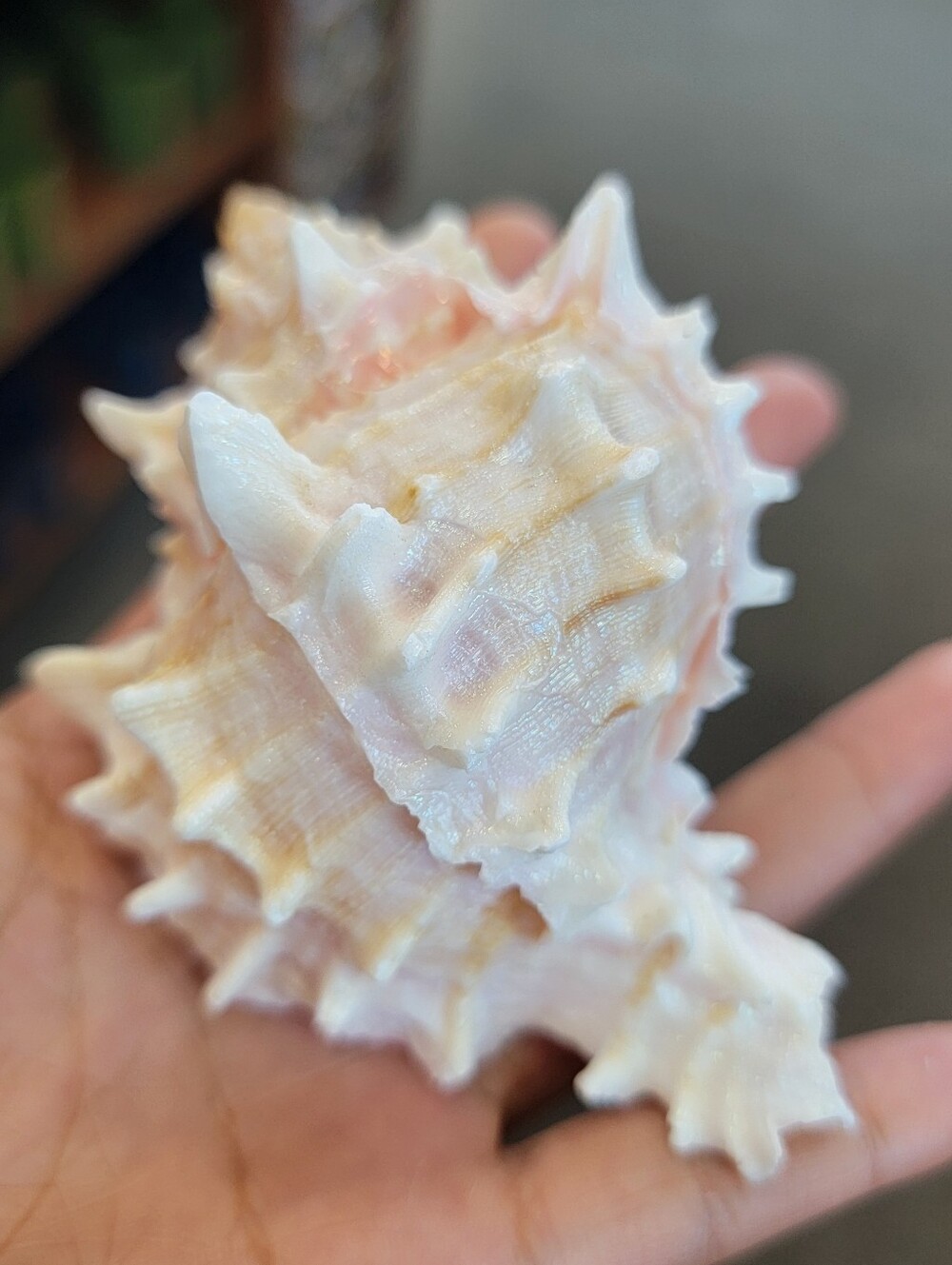 1pc Natural Pink and Cream Decorative Sea Shell - Home Accents